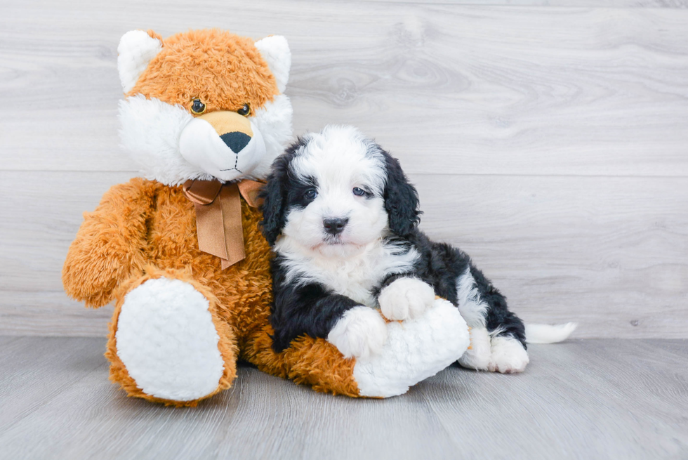 Mini Bernedoodle Pup Being Cute