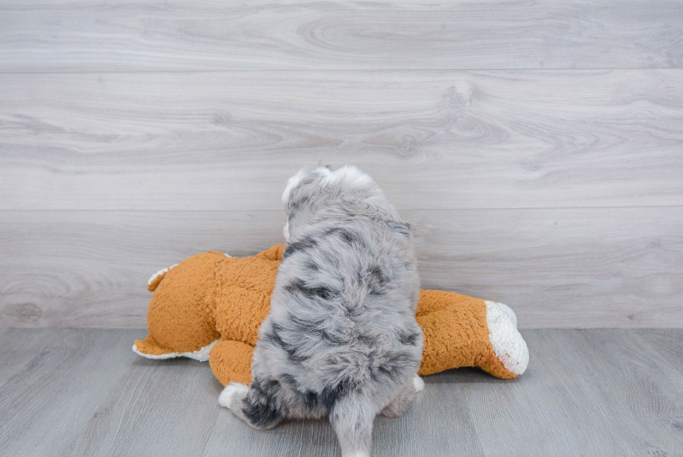 Mini Bernedoodle Puppy for Adoption