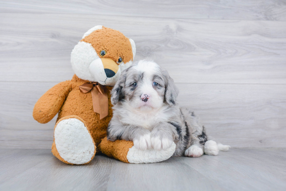 Friendly Mini Bernedoodle Baby