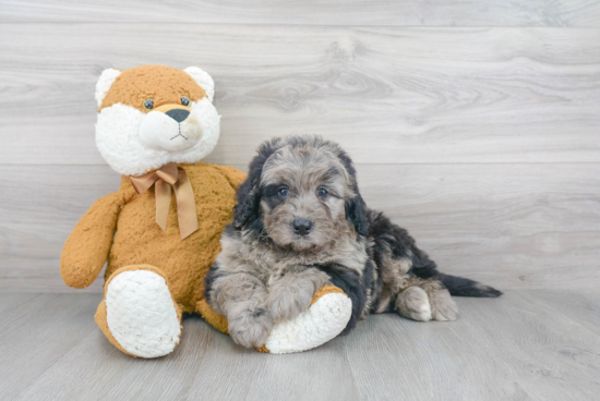 Energetic Bernadoodle Poodle Mix Puppy