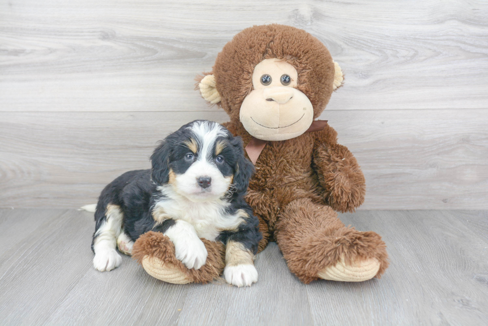 Energetic Bernadoodle Poodle Mix Puppy