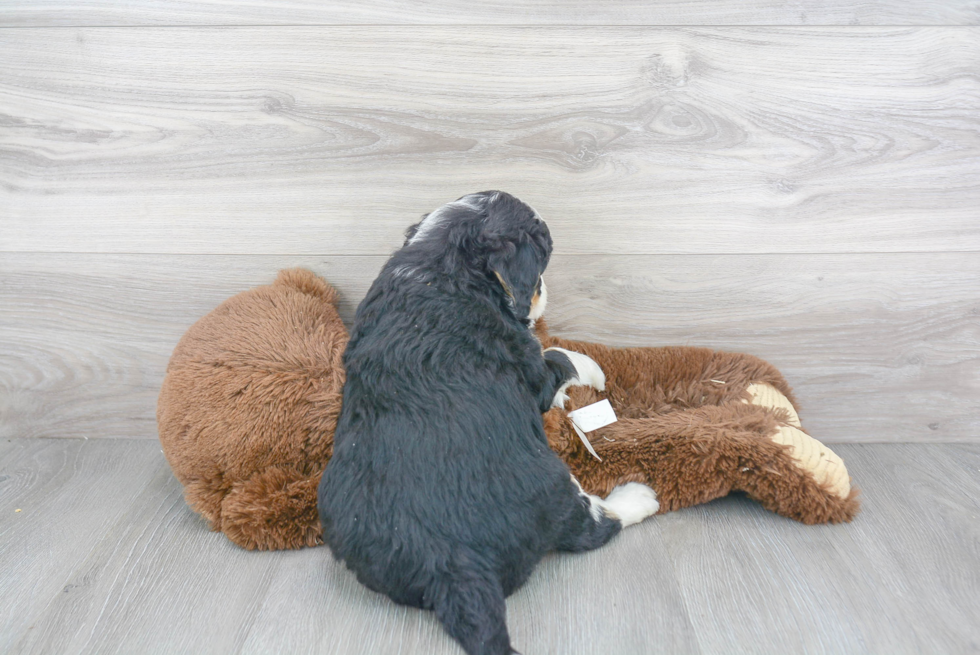 Cute Mini Bernedoodle Baby