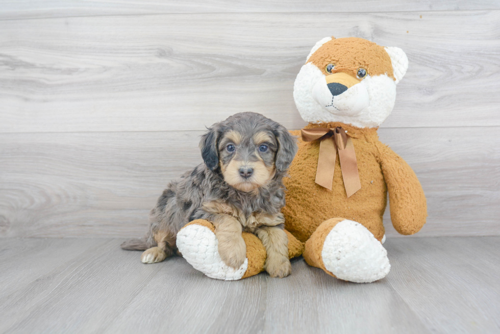 Cute Mini Bernedoodle Baby