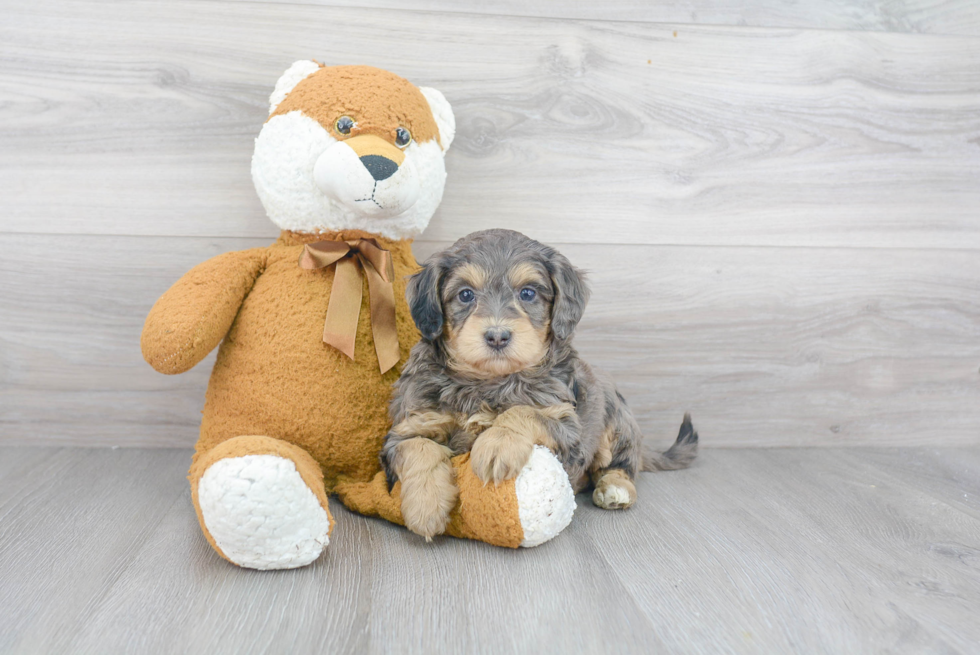 Mini Bernedoodle Puppy for Adoption