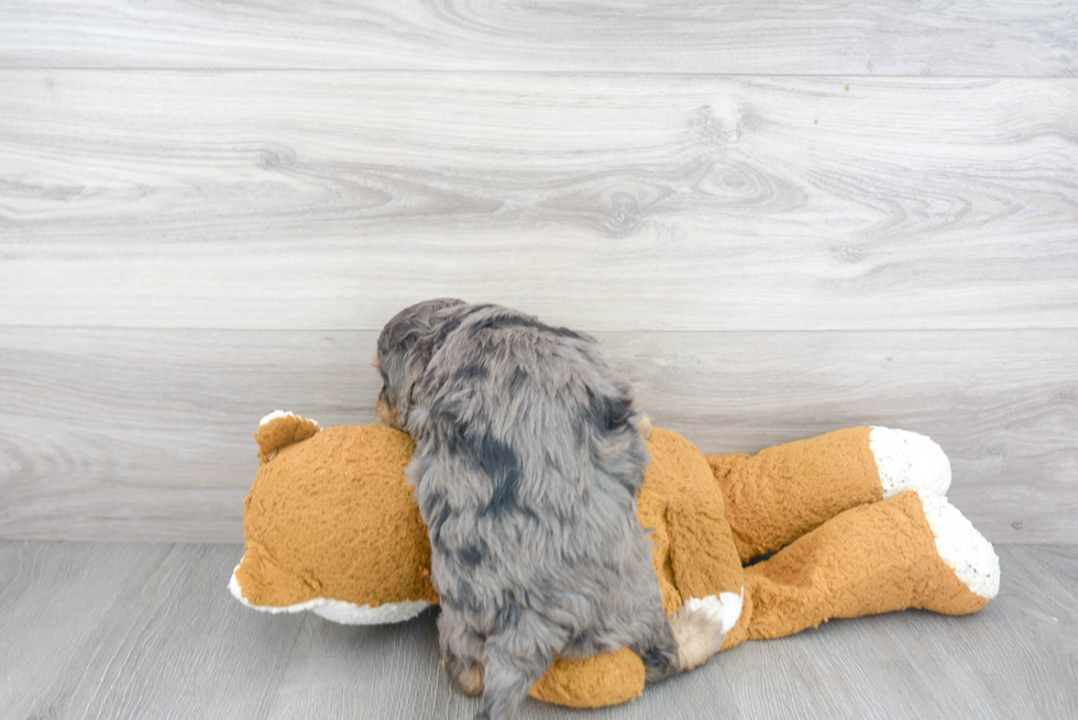 Mini Bernedoodle Puppy for Adoption