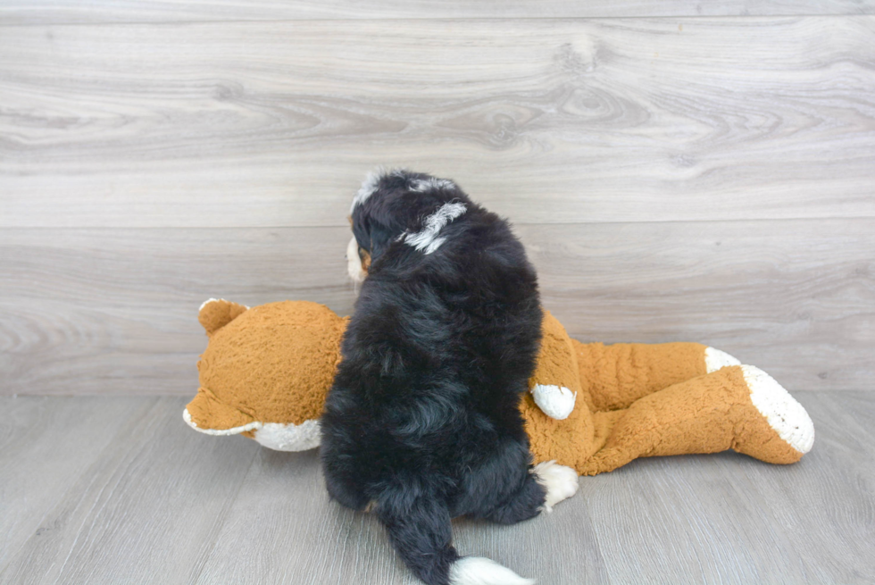 Funny Mini Bernedoodle Poodle Mix Pup