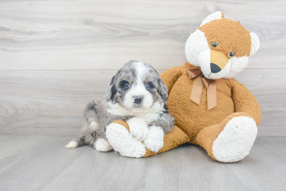 Mini Bernedoodle Pup Being Cute