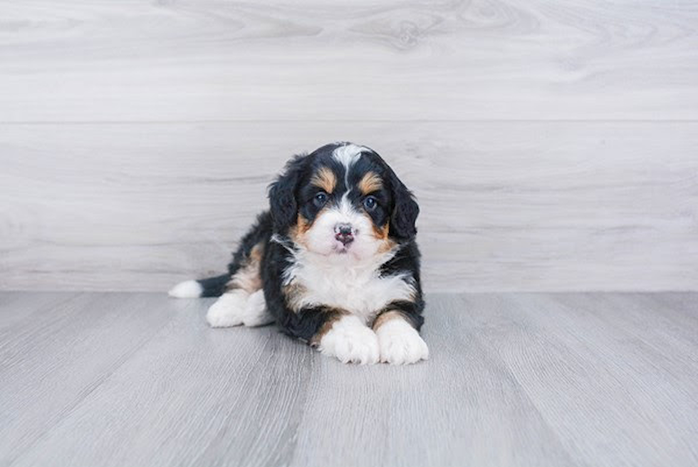 Best Mini Bernedoodle Baby