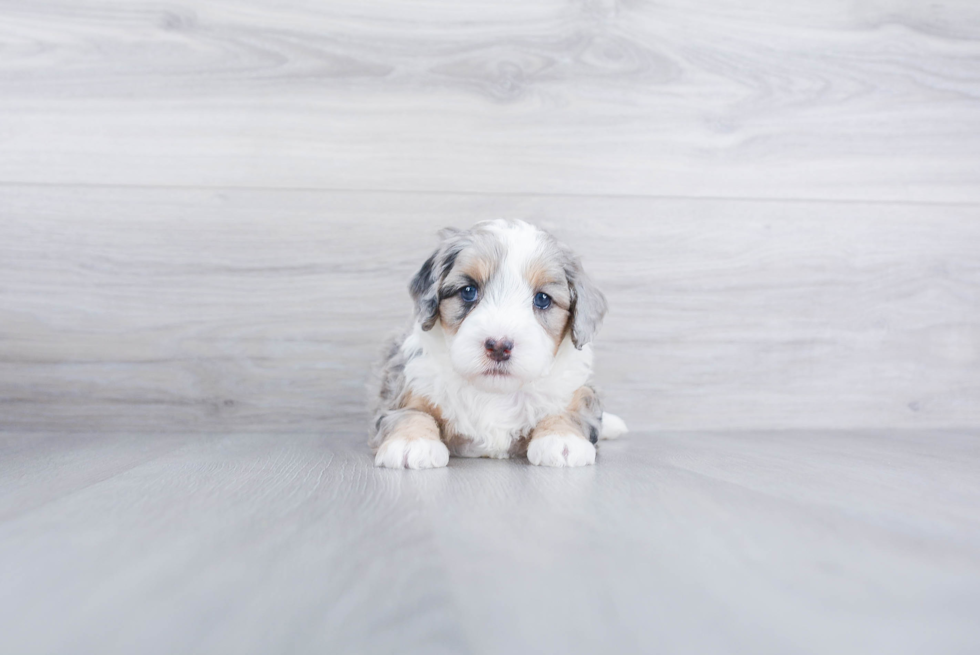Best Mini Bernedoodle Baby