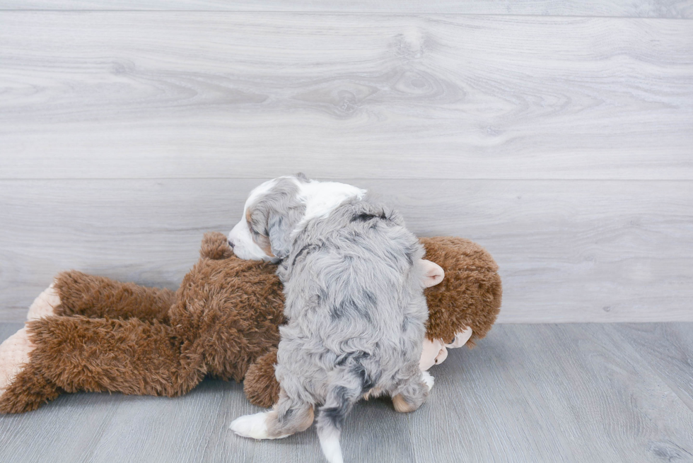 Best Mini Bernedoodle Baby
