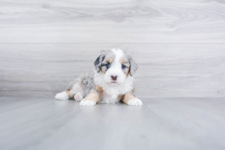Popular Mini Bernedoodle Poodle Mix Pup
