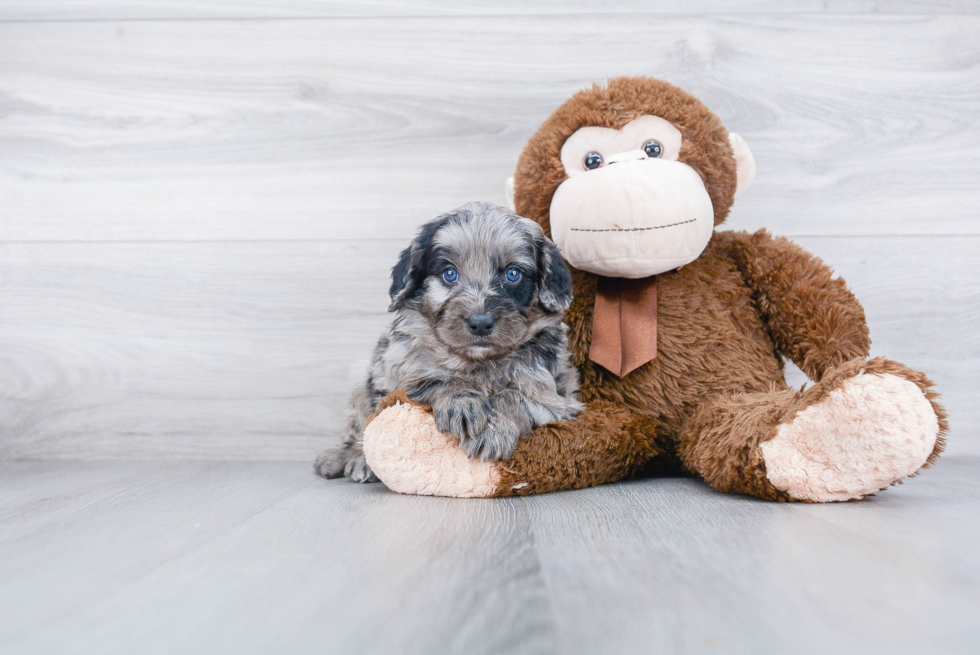 Hypoallergenic Mini Berniedoodle Poodle Mix Puppy