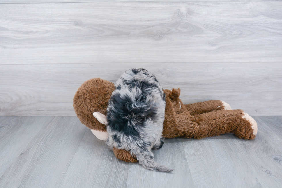 Small Mini Bernedoodle Baby