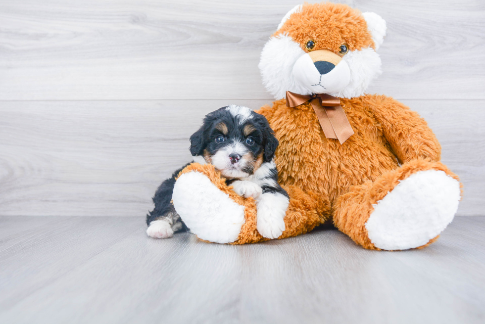 Best Mini Bernedoodle Baby