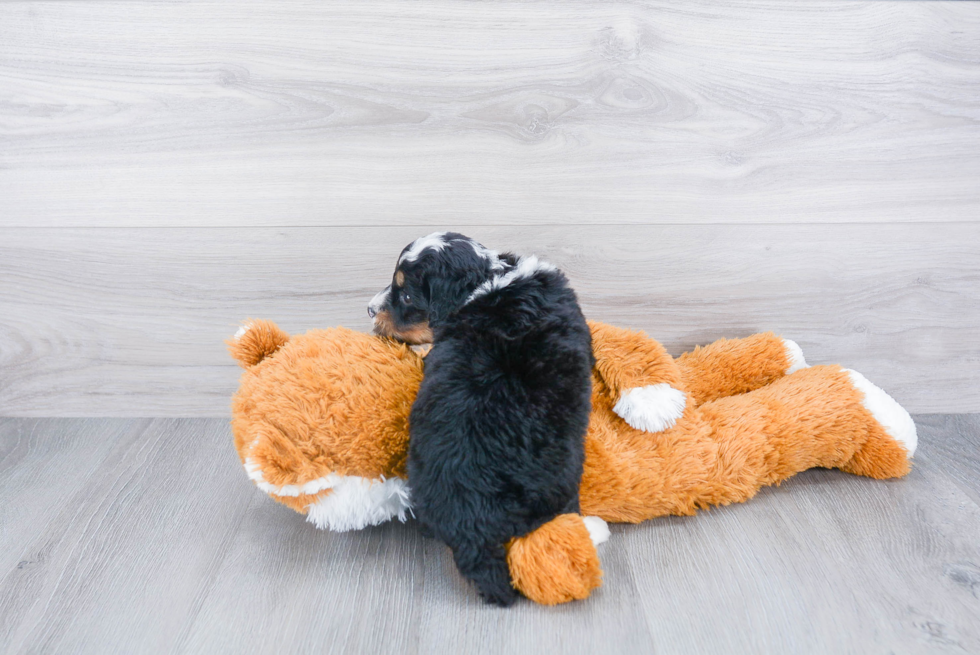 Energetic Bernadoodle Poodle Mix Puppy