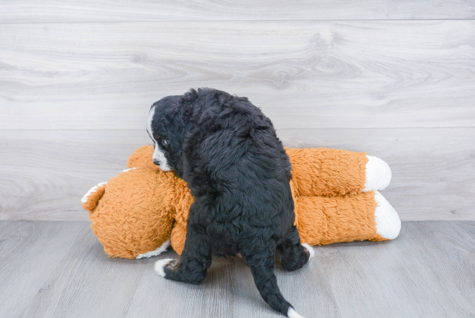 Playful Mini Berniedoodle Poodle Mix Puppy
