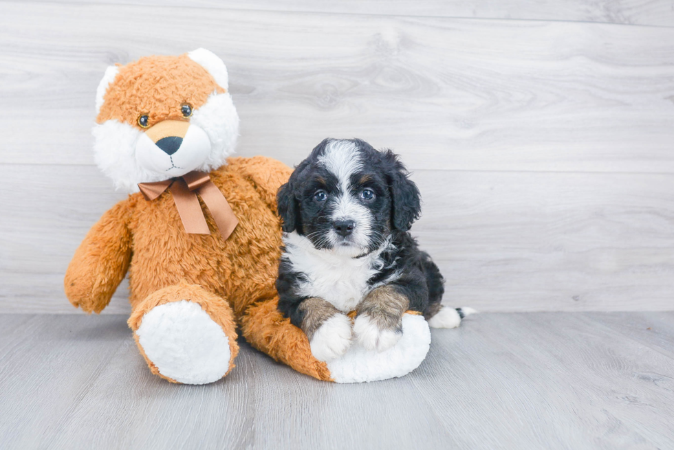 Mini Bernedoodle Pup Being Cute