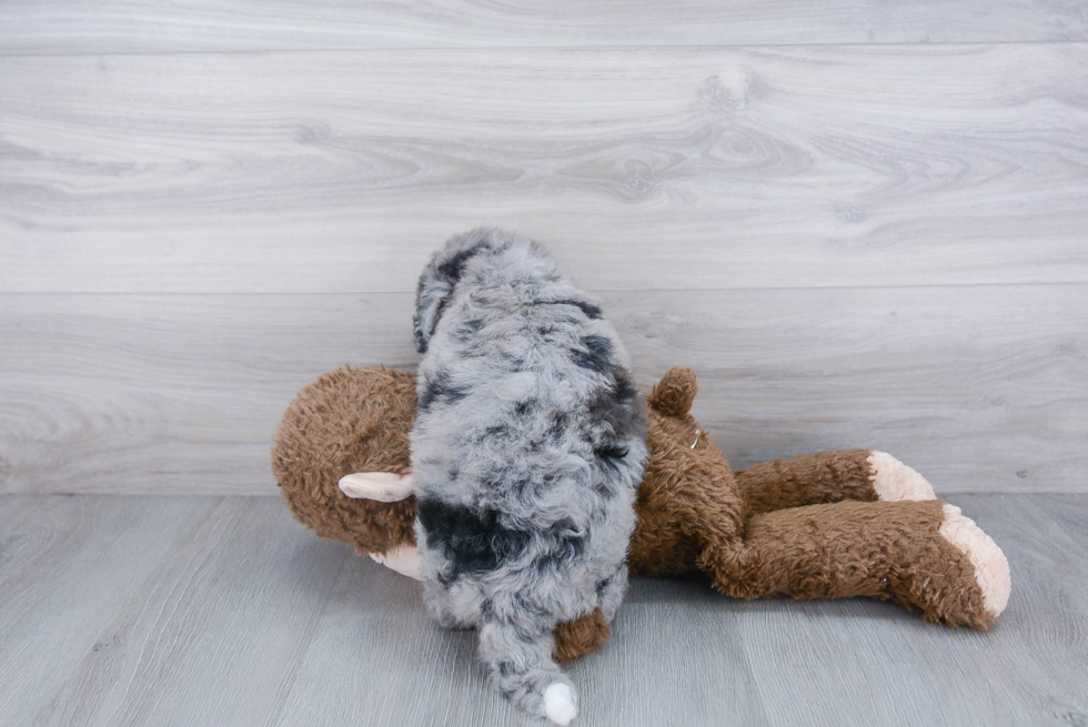 Best Mini Bernedoodle Baby