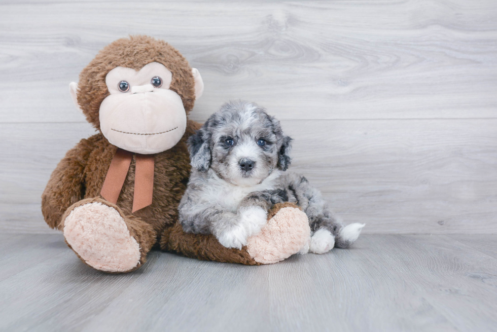 Mini Bernedoodle Puppy for Adoption