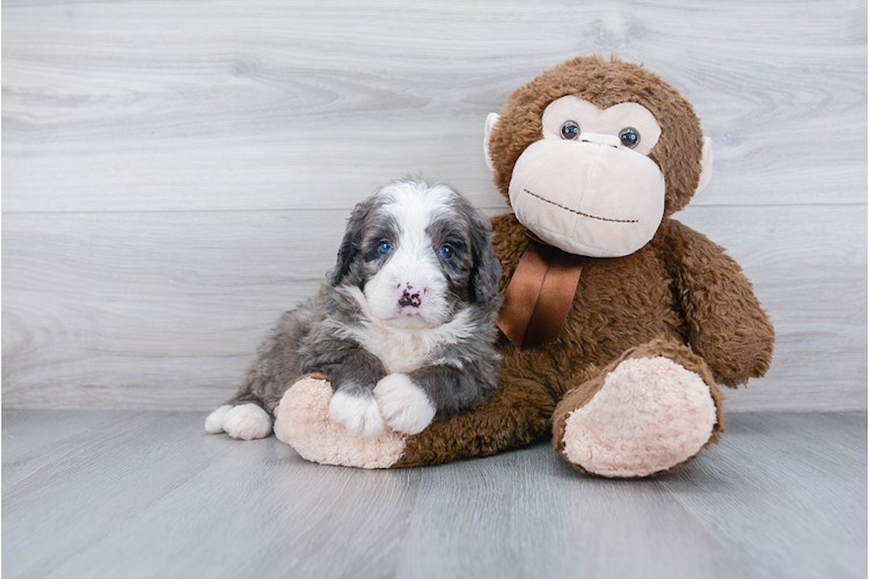 Funny Mini Bernedoodle Poodle Mix Pup