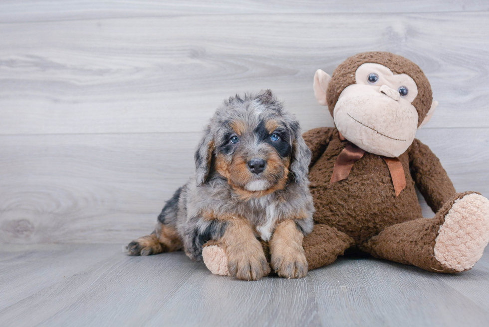 Mini Bernedoodle Puppy for Adoption