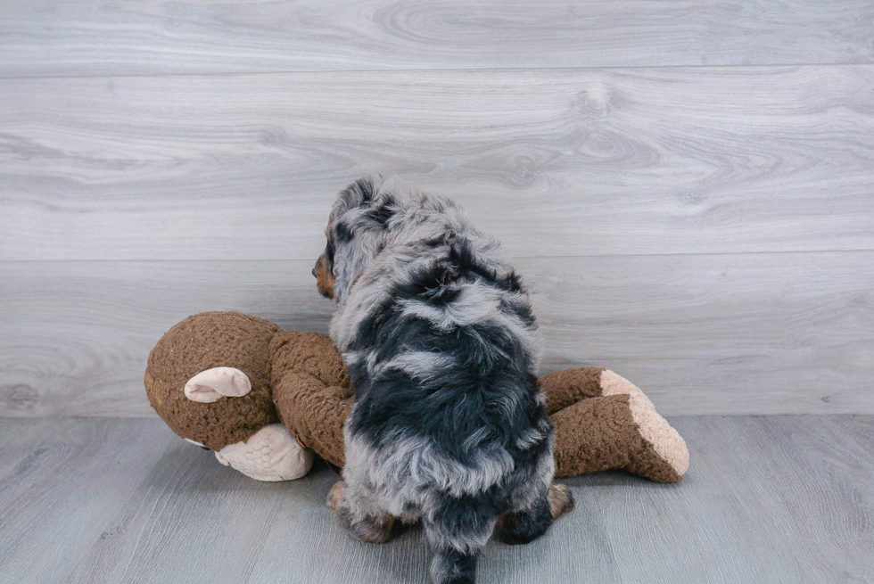 Mini Bernedoodle Pup Being Cute