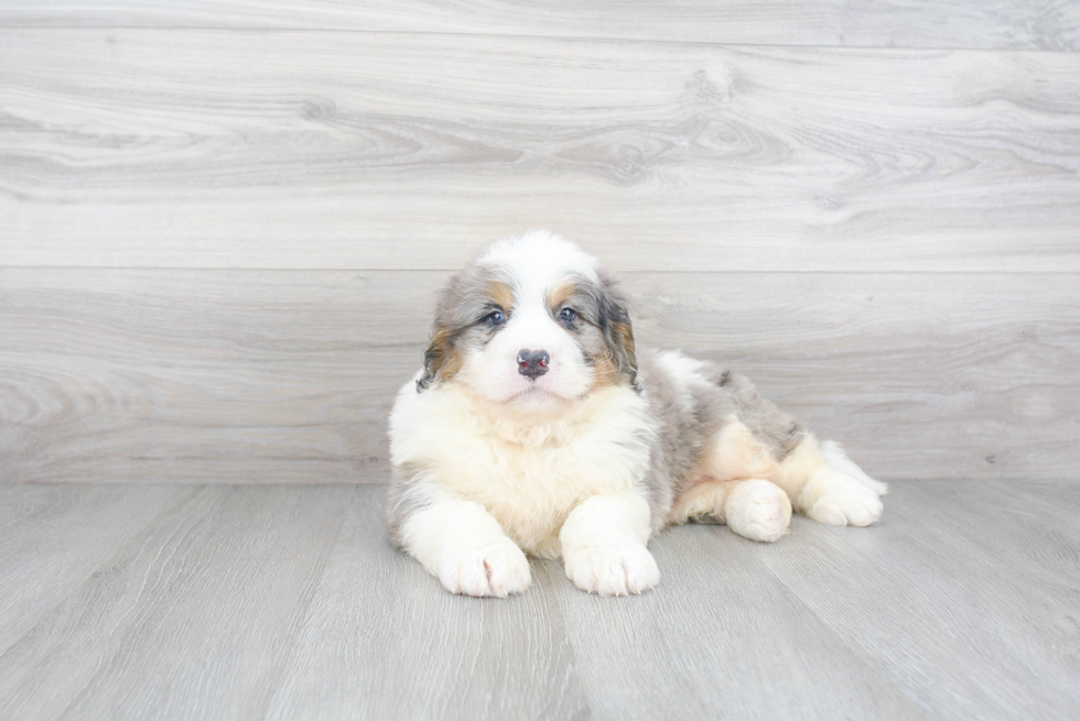 Popular Mini Bernedoodle Poodle Mix Pup