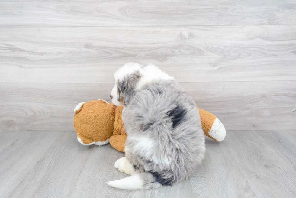 Mini Bernedoodle Puppy for Adoption