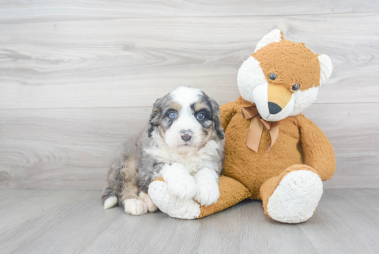 Best Mini Bernedoodle Baby