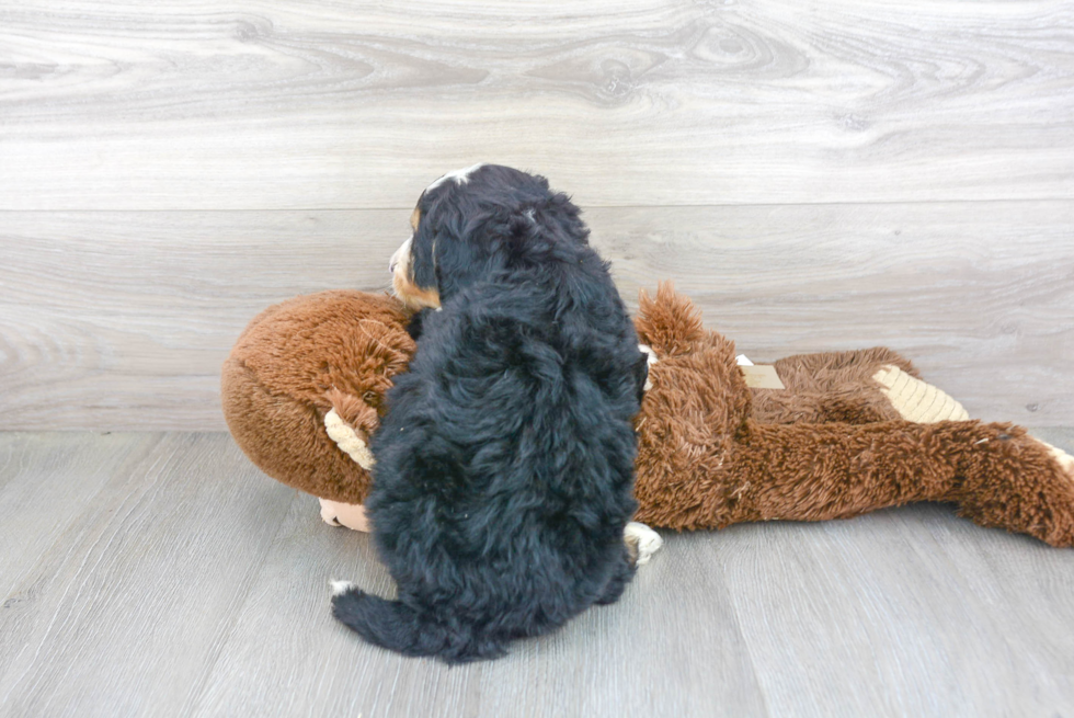 Happy Mini Bernedoodle Baby