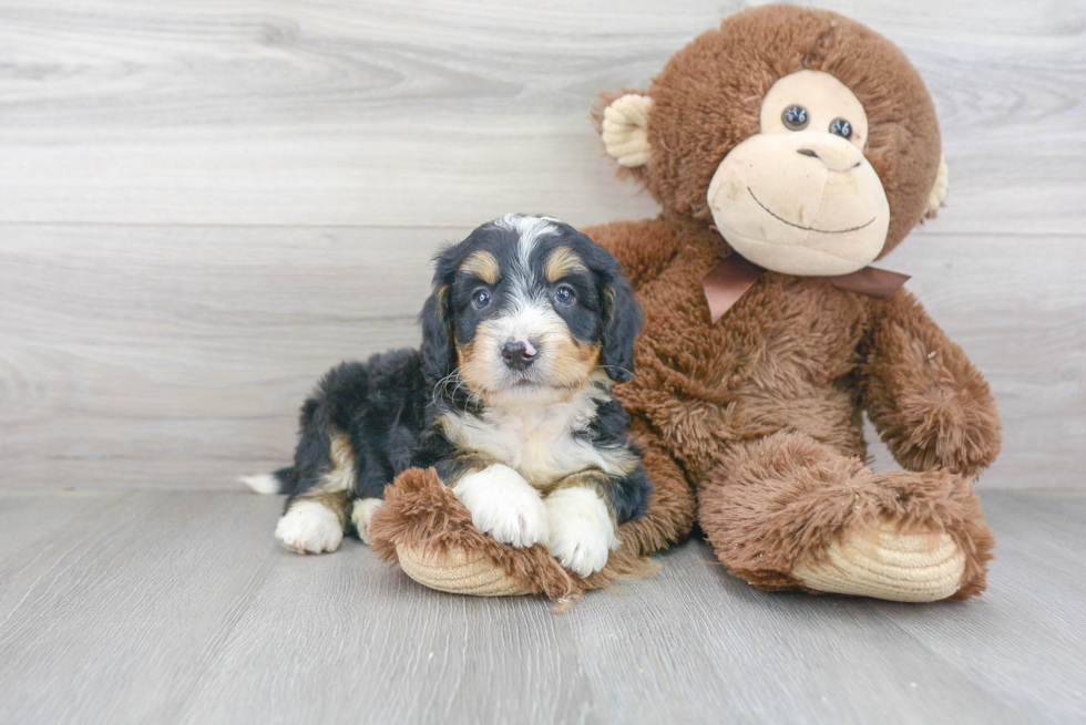 Sweet Mini Bernedoodle Baby