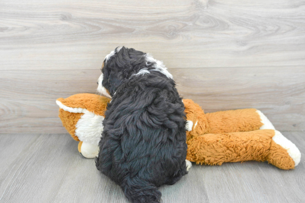 Fluffy Mini Bernedoodle Poodle Mix Pup