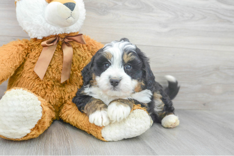 Mini Bernedoodle Pup Being Cute