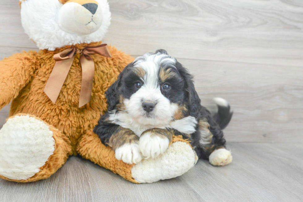 Mini Bernedoodle Pup Being Cute