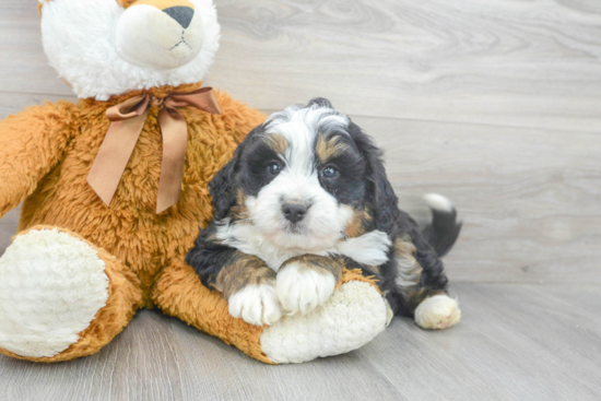 Mini Bernedoodle Pup Being Cute