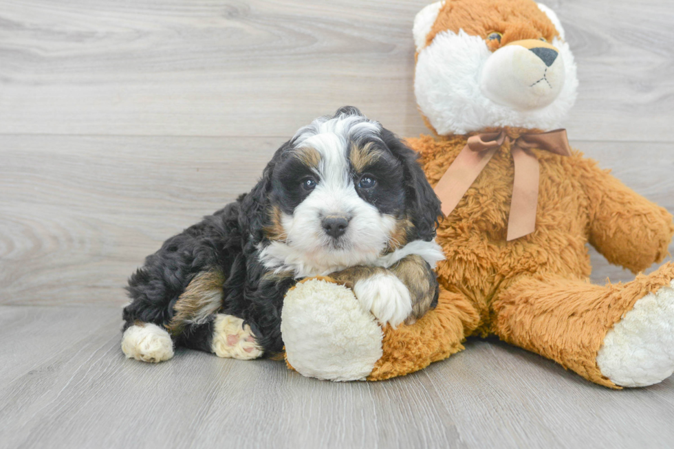 Mini Bernedoodle Puppy for Adoption