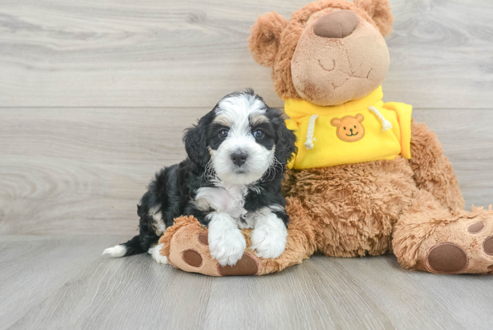 Best Mini Bernedoodle Baby