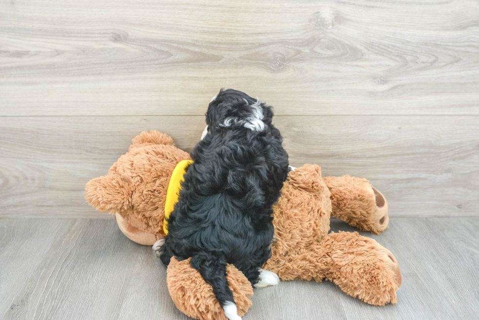 Funny Mini Bernedoodle Poodle Mix Pup