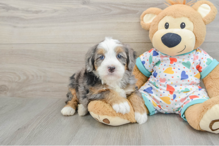 Best Mini Bernedoodle Baby