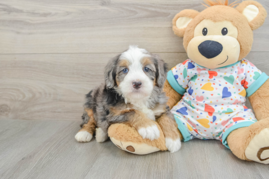Best Mini Bernedoodle Baby