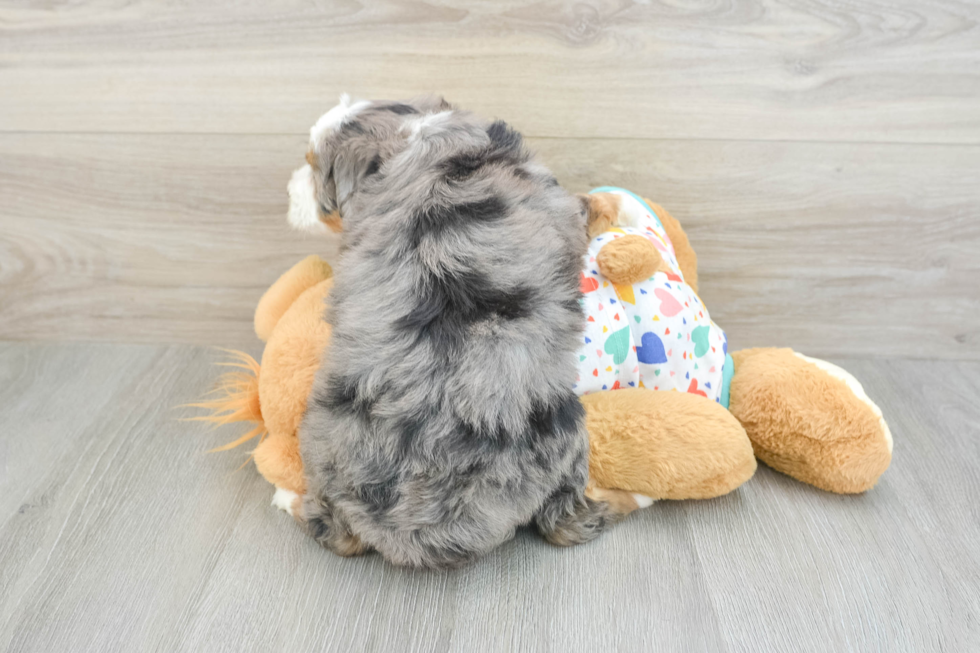 Friendly Mini Bernedoodle Baby