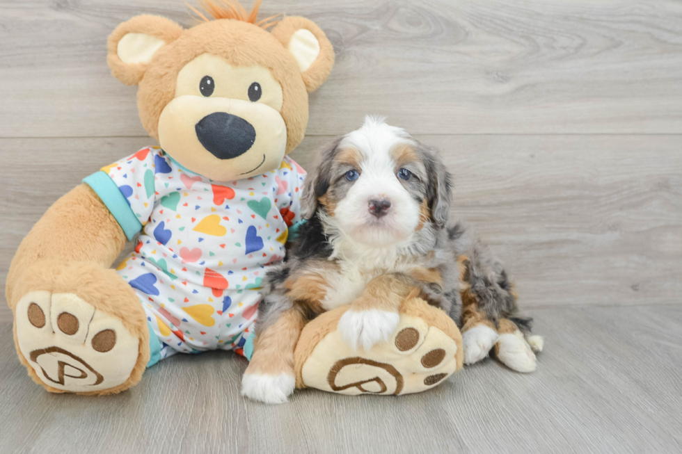 Mini Bernedoodle Pup Being Cute