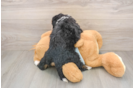 Fluffy Mini Bernedoodle Poodle Mix Pup