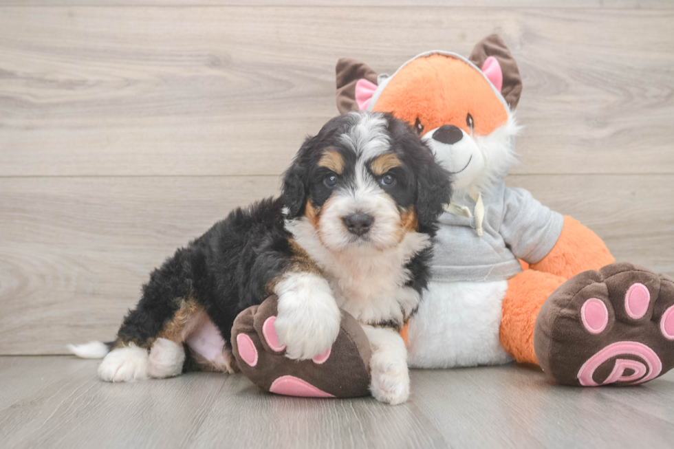 Mini Bernedoodle Puppy for Adoption