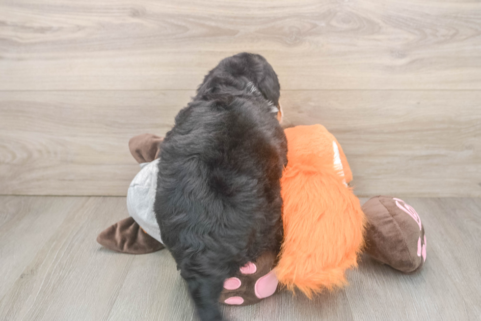 Mini Bernedoodle Puppy for Adoption