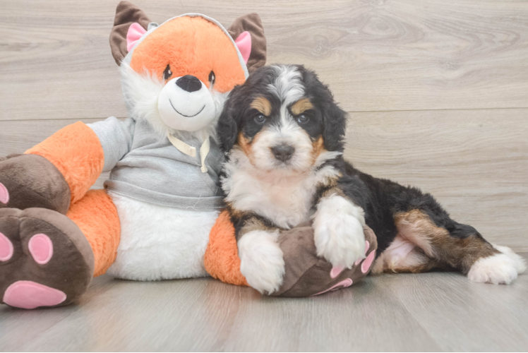 Mini Bernedoodle Puppy for Adoption