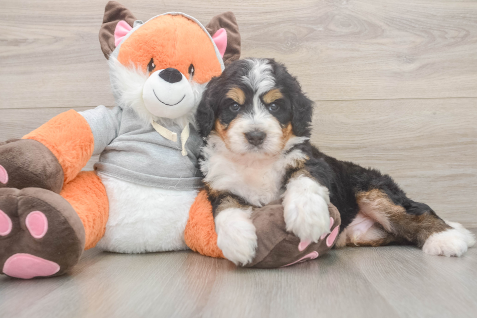 Mini Bernedoodle Puppy for Adoption