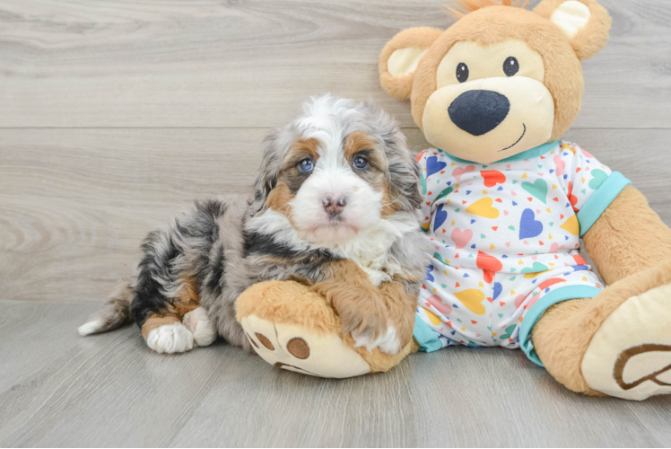 Friendly Mini Bernedoodle Baby