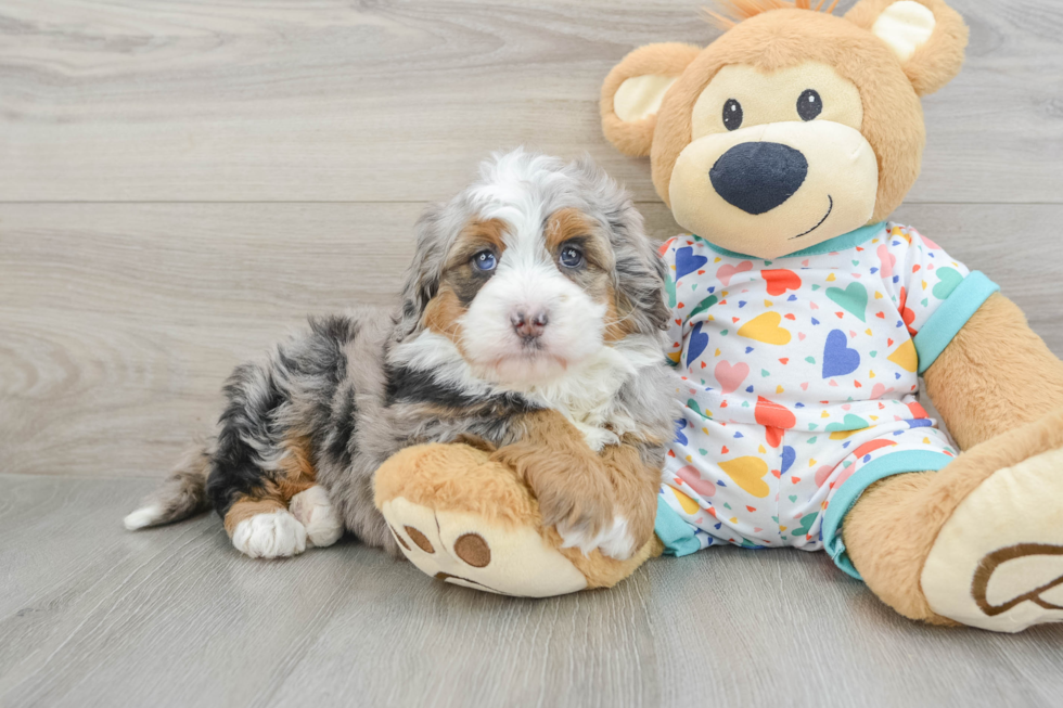Friendly Mini Bernedoodle Baby