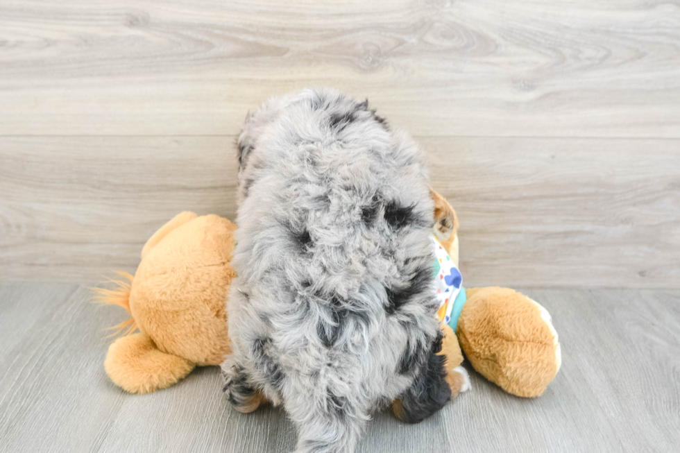 Mini Bernedoodle Puppy for Adoption